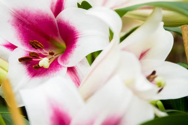 Lily flowers on natural background — Stock Photo, Image