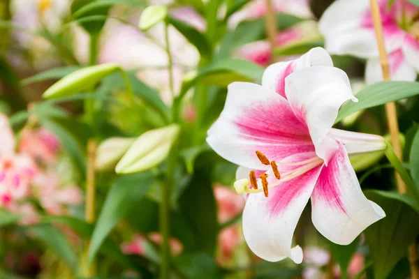 Lily flowers on natural background — Stock Photo, Image