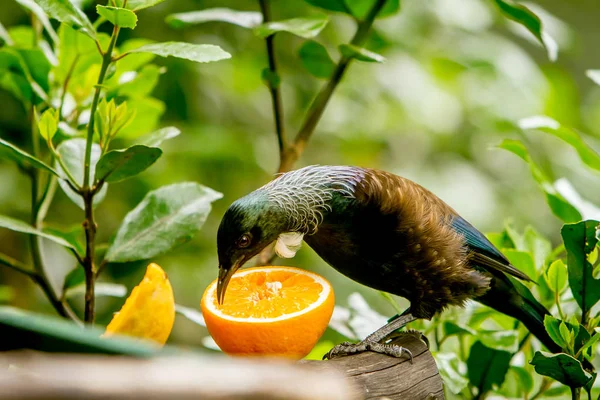 Tui 鸟吃橙子 — 图库照片