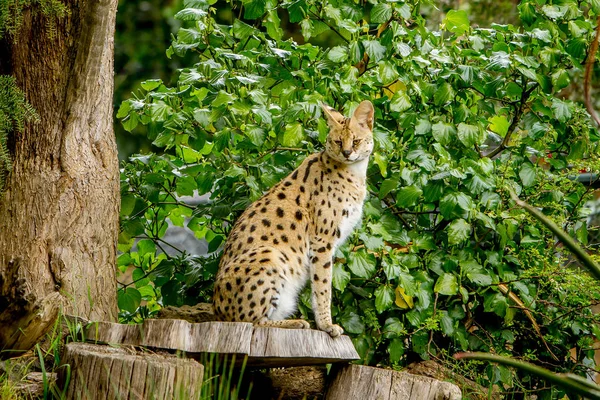 Serval cat stiitng on stump — Stock Photo, Image