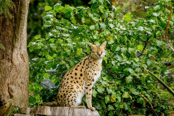 Serval cat stiitng on stump — Stock Photo, Image