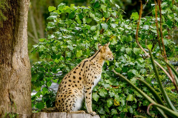 Serval cat stiitng on stump — Stock Photo, Image