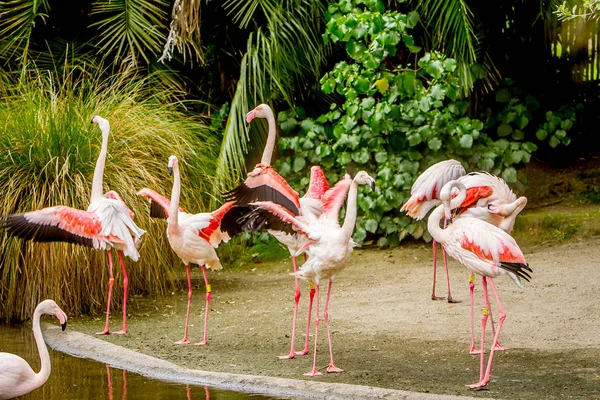 Impresionantes aves flamencas — Foto de Stock