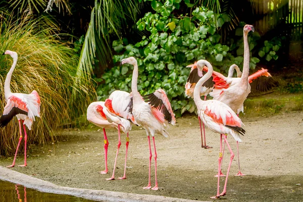 Impresionantes aves flamencas —  Fotos de Stock