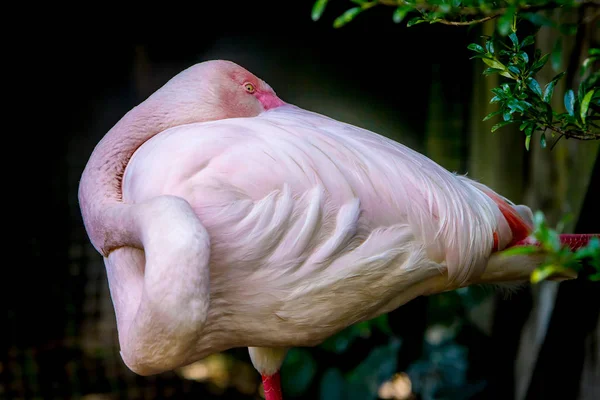 Flamingo rosa no parque — Fotografia de Stock