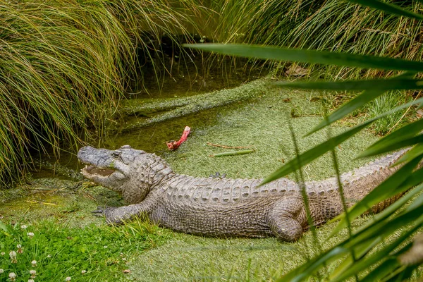 Jacaré deitado no pântano — Fotografia de Stock