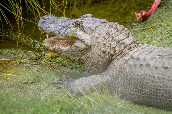 Alligator liegt auf Gras — Stockfoto