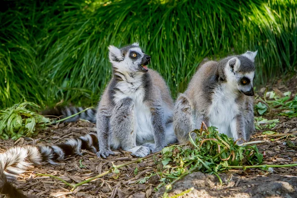 Lémures-de-cauda-anelar — Fotografia de Stock