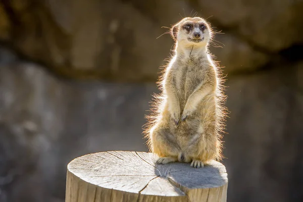 Roztomilý Surikata v zoo — Stock fotografie