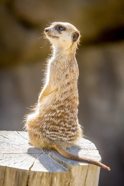Watchful meerkat sitting — Stock Photo, Image
