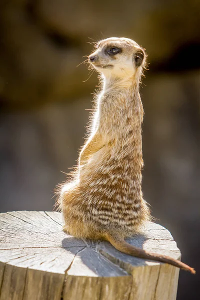 Meerkat vigilante de pie — Foto de Stock