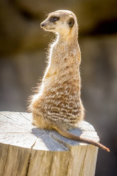 Meerkat vigilante de pie — Foto de Stock