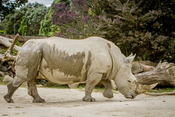 Белый носорог в зоопарке — стоковое фото