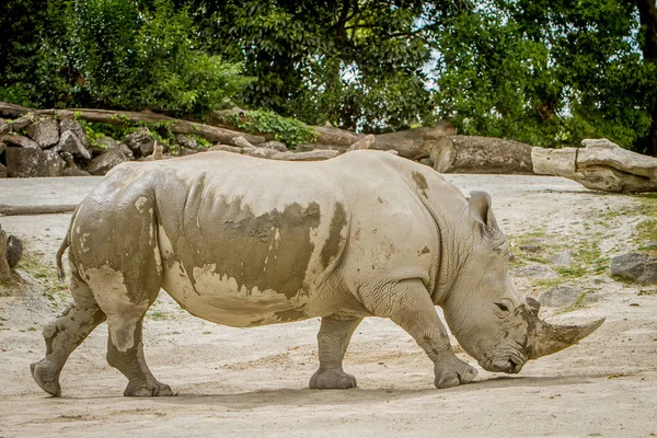 Witte neushoorn in dierentuin — Stockfoto