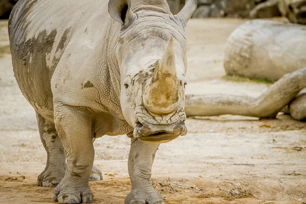 Focinho de rinoceronte branco — Fotografia de Stock