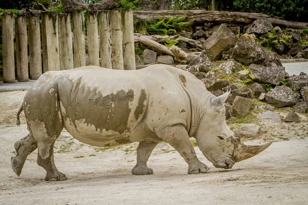 Rinoceronte branco no zoológico — Fotografia de Stock