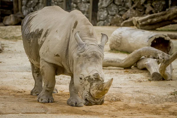 Морда белого носорога — стоковое фото