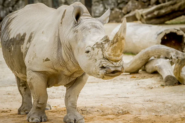 Witte neushoorn snuit — Stockfoto