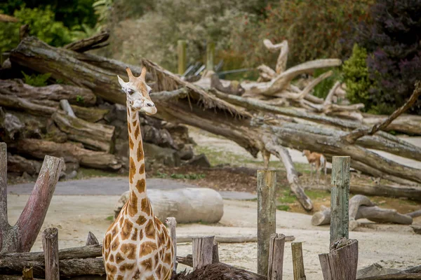 Giraff promenader i djurparken — Stockfoto