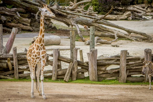 Jirafa caminando en zoológico —  Fotos de Stock