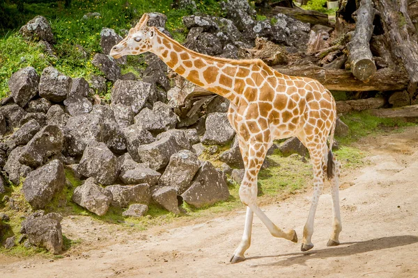 Żyrafa spacerująca w zoo — Zdjęcie stockowe