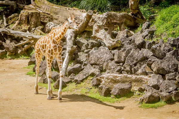 Giraffa passeggiando nello zoo — Foto Stock