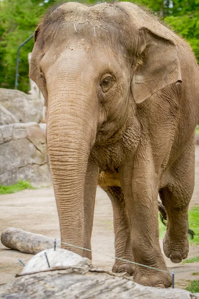 動物園におけるアジアゾウ — ストック写真