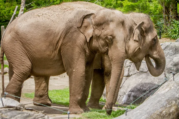 Éléphants d'Asie dans le zoo — Photo