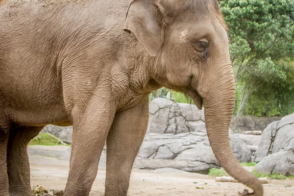 Słoń indyjski w zoo — Zdjęcie stockowe