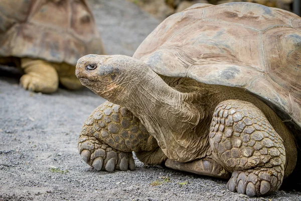 Giant grey tortoise