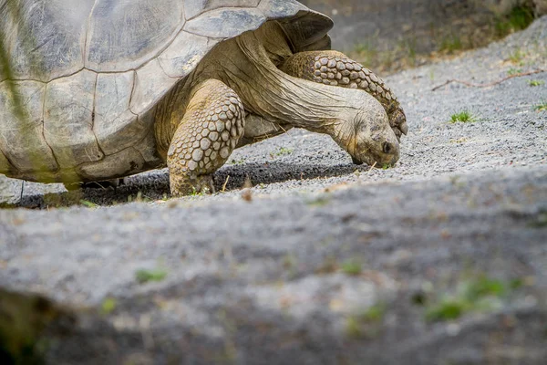 Tortuga gris gigante — Foto de Stock