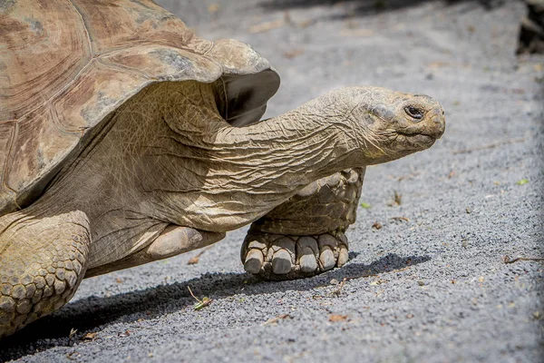 Giant grey tortoise