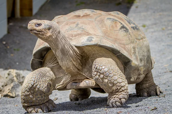 Γκρι γιγάντια χελώνα — Φωτογραφία Αρχείου