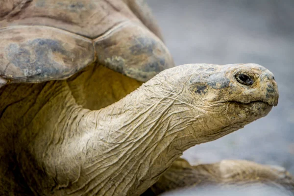 Tortue géante grise — Photo