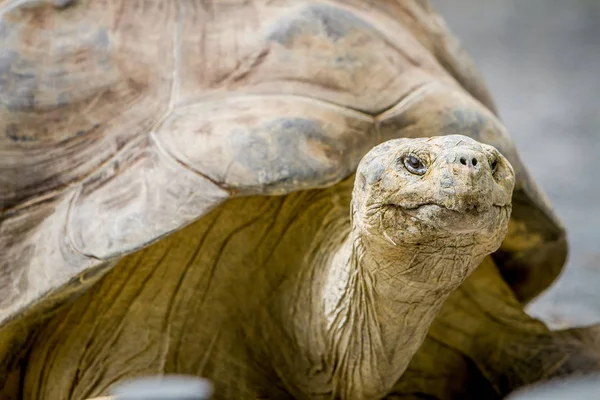 Tortue géante grise — Photo