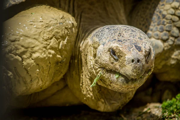 灰色的巨龟 — 图库照片