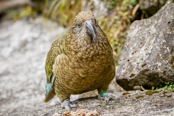 Lindo pájaro Kea —  Fotos de Stock