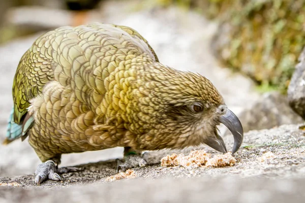 Divertido pájaro kea —  Fotos de Stock