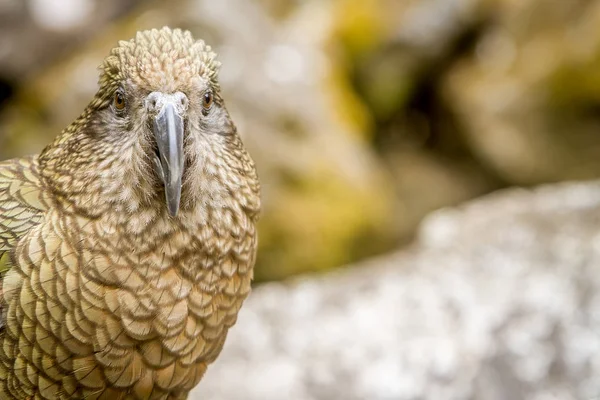 Niedlicher Kea-Vogel — Stockfoto