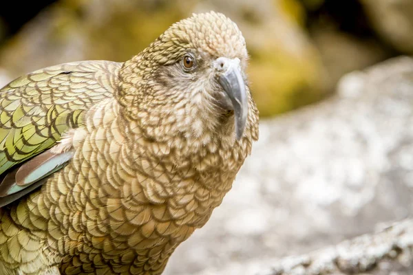 Cute kea bird — Stock Photo, Image