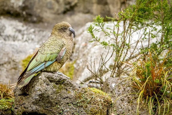 Küçük kea kuş — Stok fotoğraf
