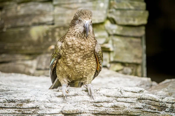 Pássaro bonito Kea — Fotografia de Stock