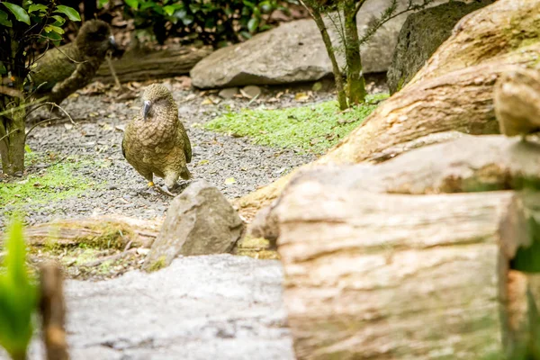 Kea vogeltje — Stockfoto