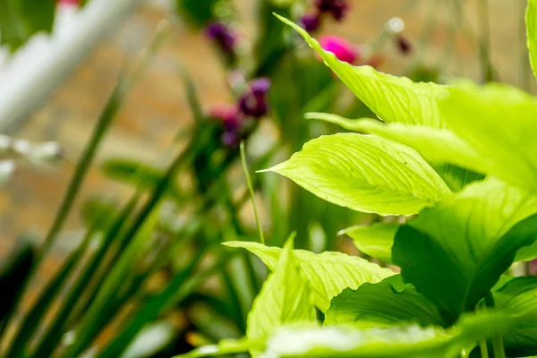 Verse groene bladeren — Stockfoto