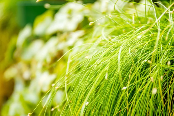 Helles grünes Gras — Stockfoto