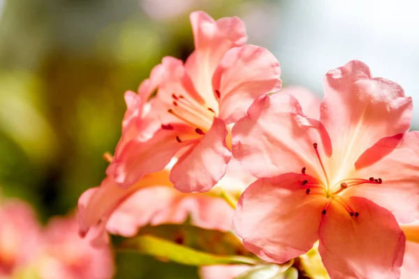 Mooie tuin bloemen, — Stockfoto