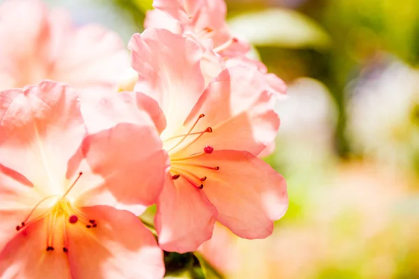 Beautiful garden flowers, — Stock Photo, Image