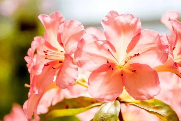 Lindas flores do jardim , — Fotografia de Stock