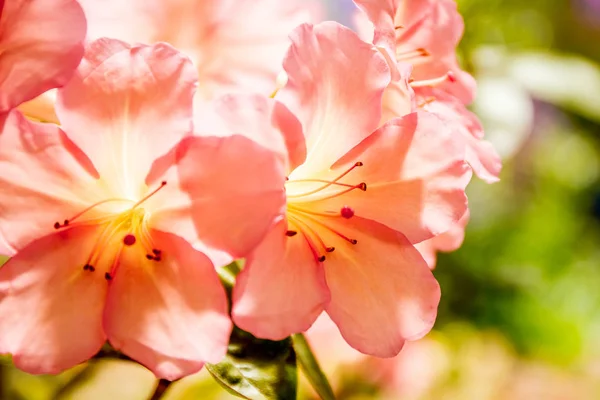 Beautiful garden flowers, — Stock Photo, Image