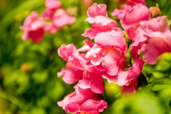 Beautiful garden flowers, — Stock Photo, Image